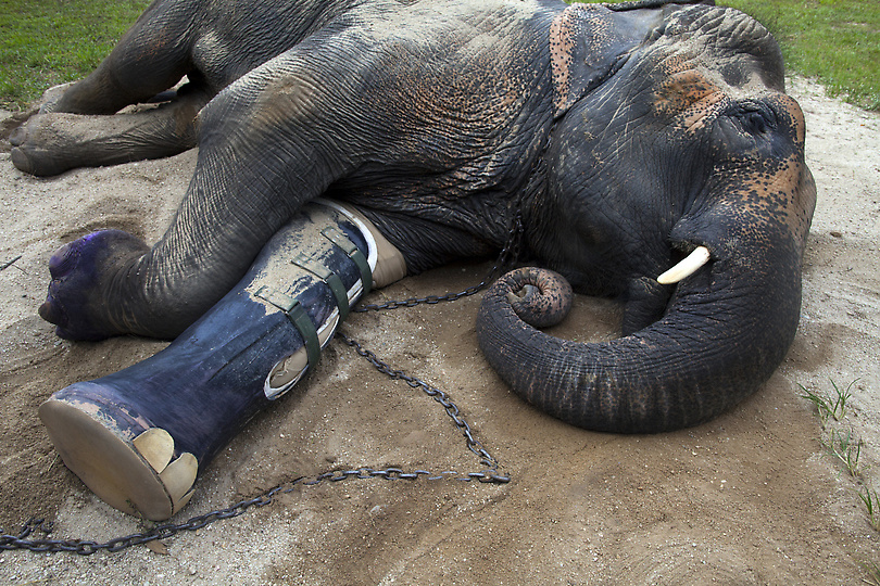 Фотография: Новый протез для слонихи Моталы №6 - BigPicture.ru