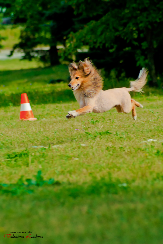 Фотография: Dog Frisbee: Для клуба Disk Hunters №7 - BigPicture.ru