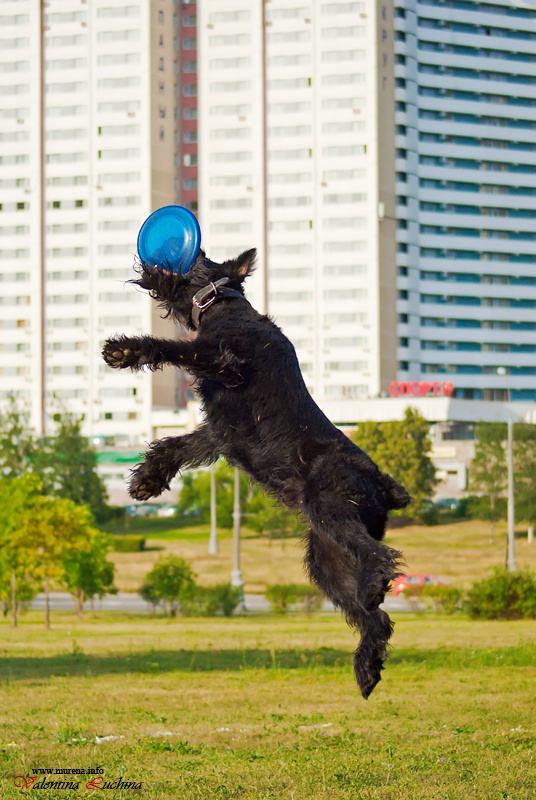Фотография: Dog Frisbee: Для клуба Disk Hunters №8 - BigPicture.ru