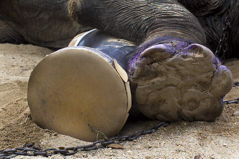 Фотография: Новый протез для слонихи Моталы №9 - BigPicture.ru