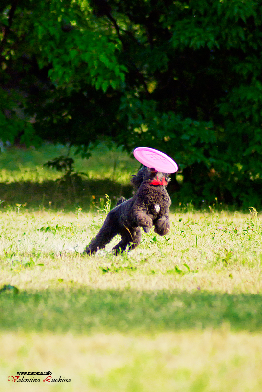 Фотография: Dog Frisbee: Для клуба Disk Hunters №9 - BigPicture.ru