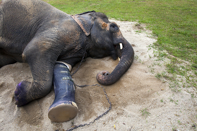 Фотография: Новый протез для слонихи Моталы №10 - BigPicture.ru