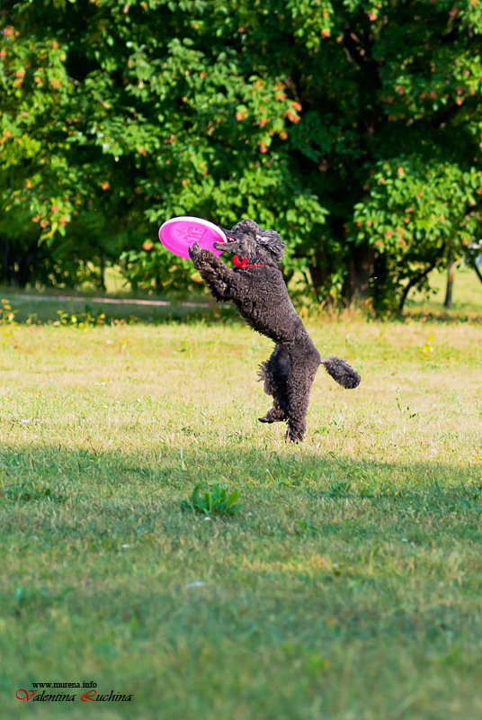 Фотография: Dog Frisbee: Для клуба Disk Hunters №10 - BigPicture.ru