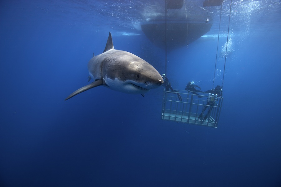 Фотография: Огромные дружелюбные акулы №6 - BigPicture.ru