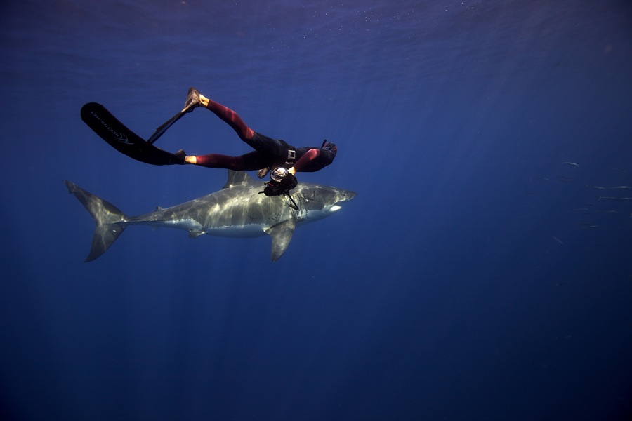 Фотография: Огромные дружелюбные акулы №8 - BigPicture.ru
