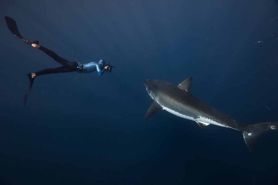 Фотография: Огромные дружелюбные акулы №2 - BigPicture.ru