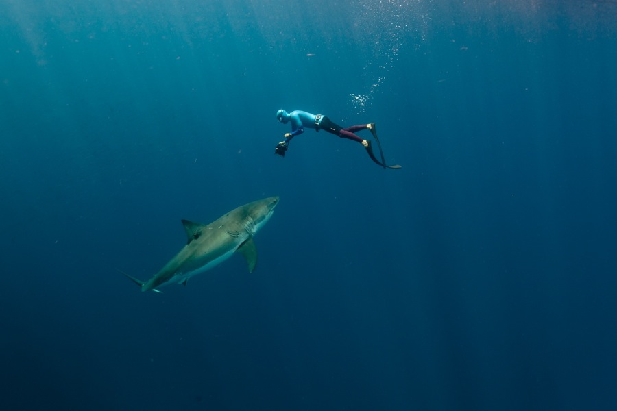 Фотография: Огромные дружелюбные акулы №7 - BigPicture.ru