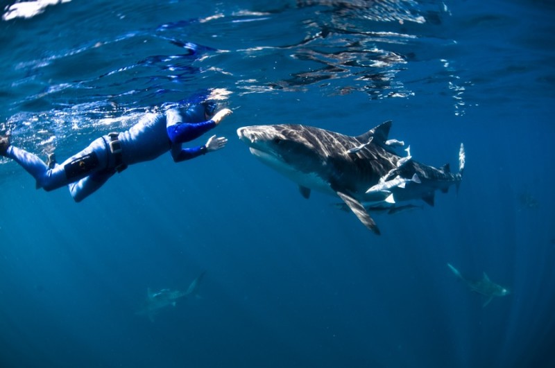 Фотография: Огромные дружелюбные акулы №1 - BigPicture.ru