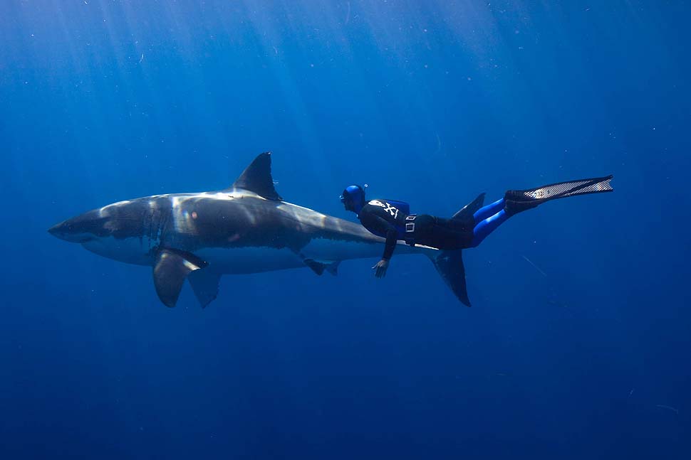 Фотография: Огромные дружелюбные акулы №5 - BigPicture.ru