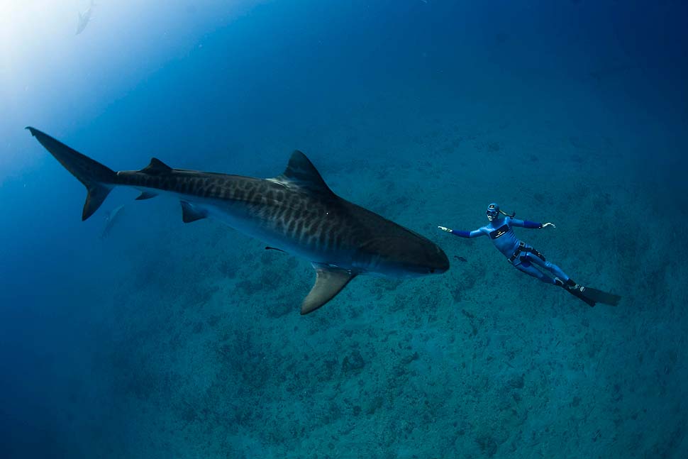 Фотография: Огромные дружелюбные акулы №3 - BigPicture.ru