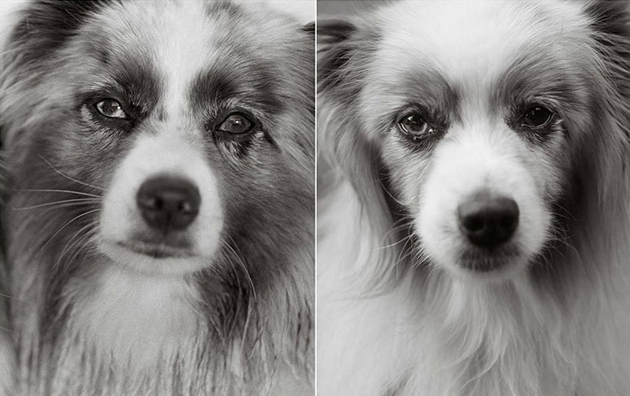 Фотография: Старые собаки Америки №2 - BigPicture.ru