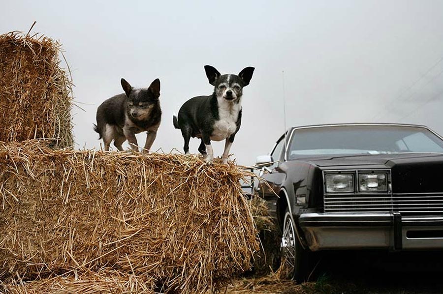 Фотография: Старые собаки Америки №5 - BigPicture.ru