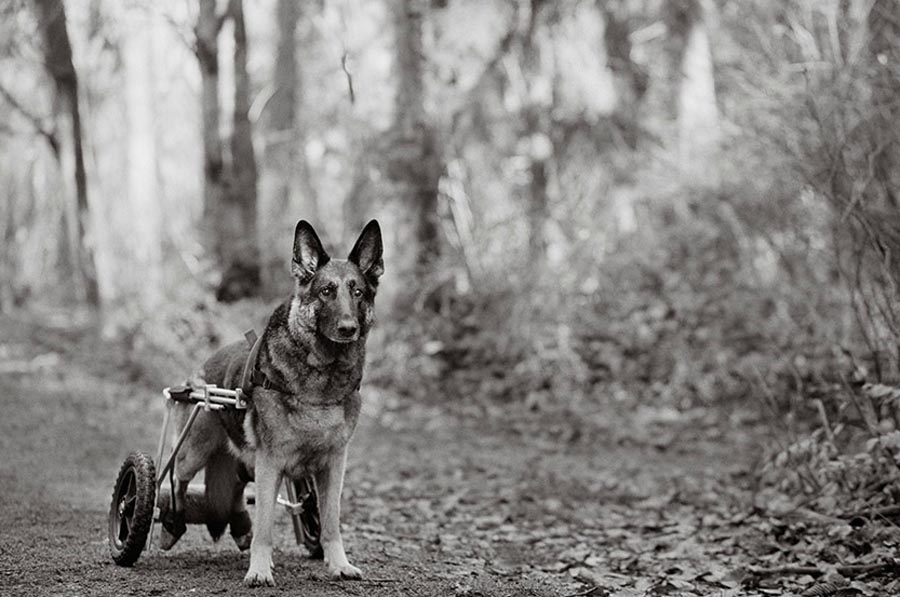 Фотография: Старые собаки Америки №6 - BigPicture.ru