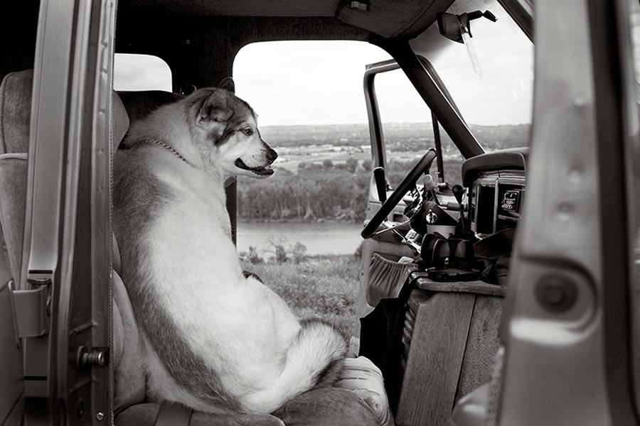 Фотография: Старые собаки Америки №10 - BigPicture.ru