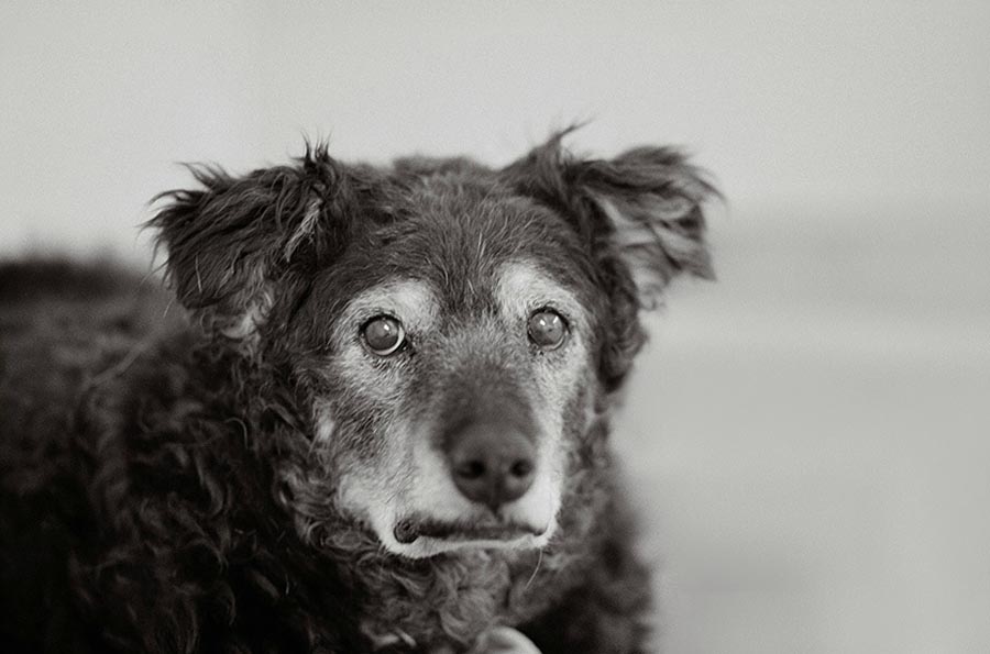 Фотография: Старые собаки Америки №16 - BigPicture.ru