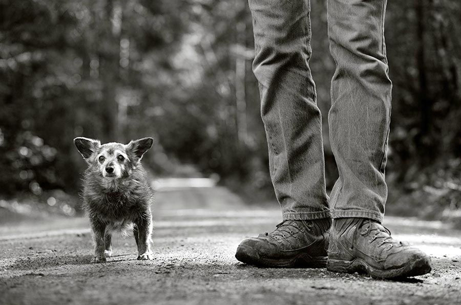 Фотография: Старые собаки Америки №20 - BigPicture.ru