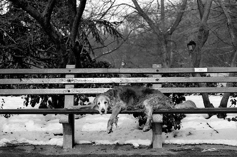 Фотография: Старые собаки Америки №22 - BigPicture.ru