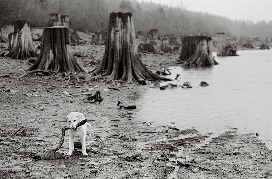 Фотография: Старые собаки Америки №26 - BigPicture.ru