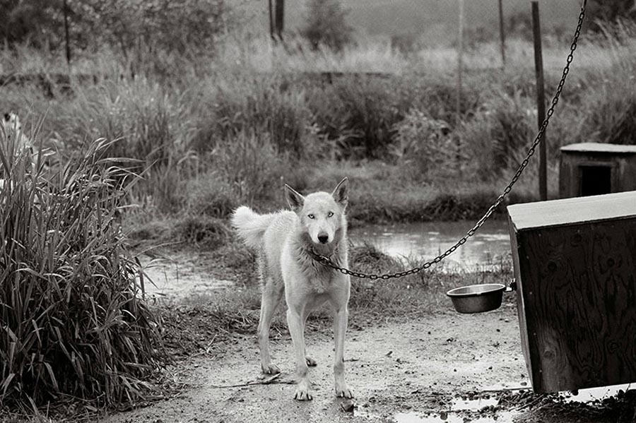 Фотография: Старые собаки Америки №33 - BigPicture.ru