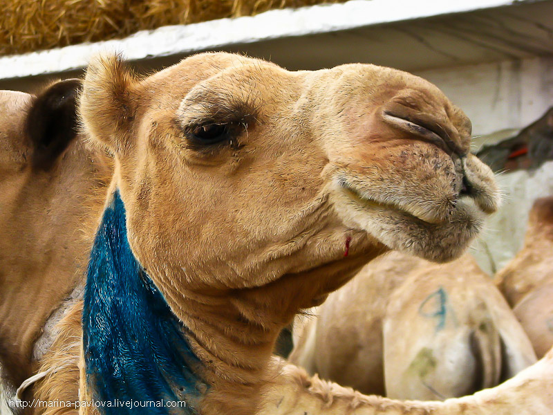 Фотография: Биркаш: о самом крупном верблюжьем рынке в северной Африке №11 - BigPicture.ru