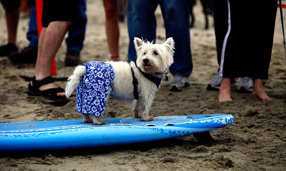 Фотография: Соревнование по собачьему серфингу №11 - BigPicture.ru