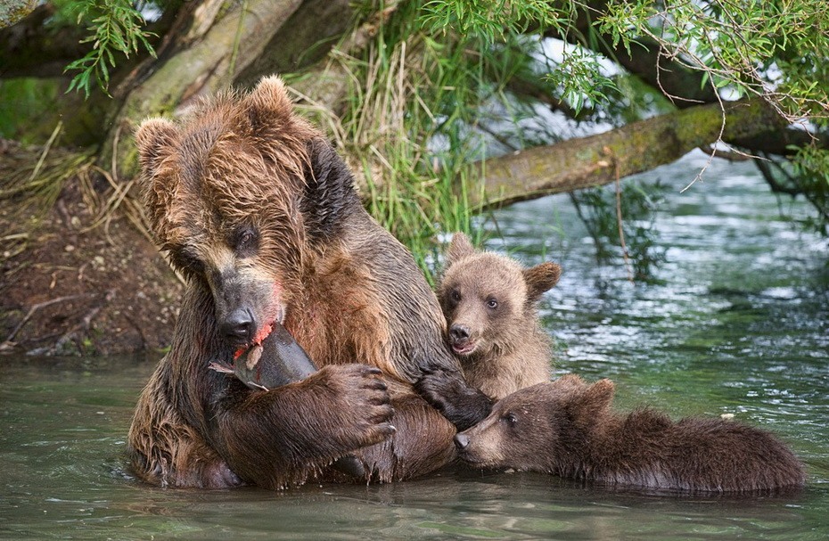 Фотография: Медведи на Камчатке №11 - BigPicture.ru