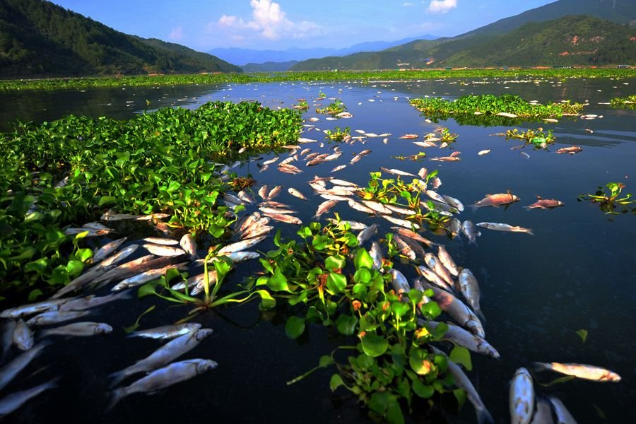 Фотография: Массовый мор рыбы в Китае №4 - BigPicture.ru