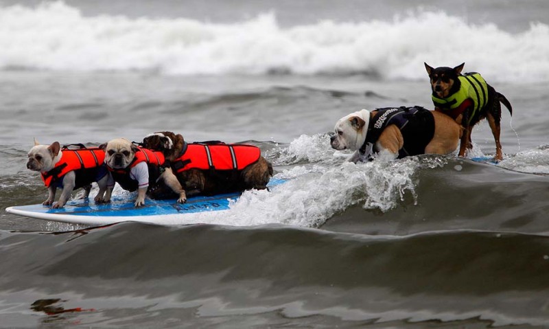 Соревнование по собачьему серфингу
