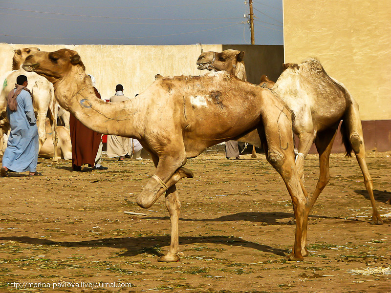 Фотография: Биркаш: о самом крупном верблюжьем рынке в северной Африке №12 - BigPicture.ru