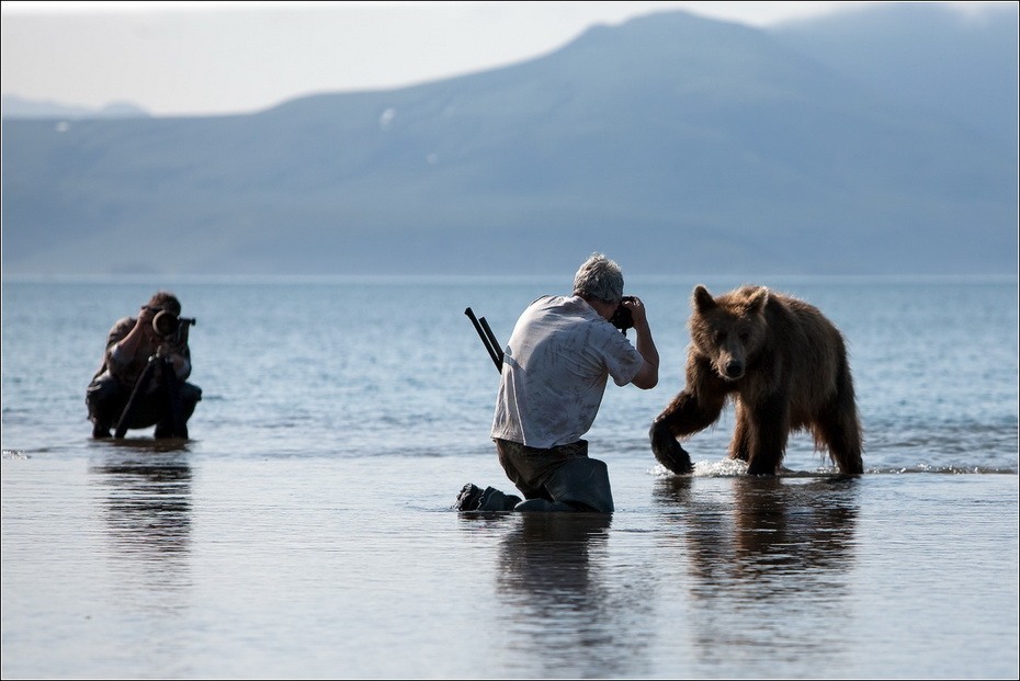 Фотография: Медведи на Камчатке №2 - BigPicture.ru