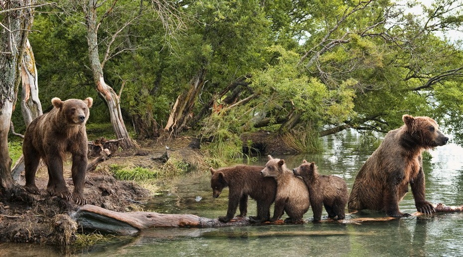 Фотография: Медведи на Камчатке №12 - BigPicture.ru
