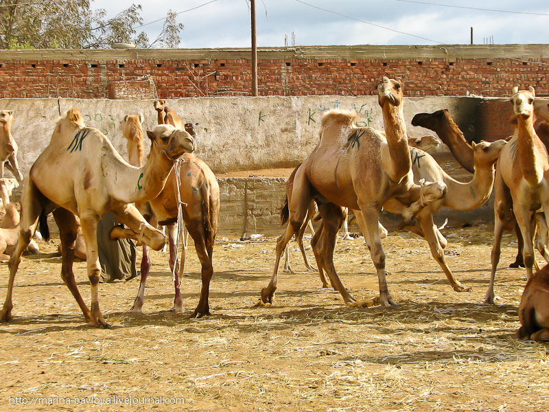 Фотография: Биркаш: о самом крупном верблюжьем рынке в северной Африке №13 - BigPicture.ru
