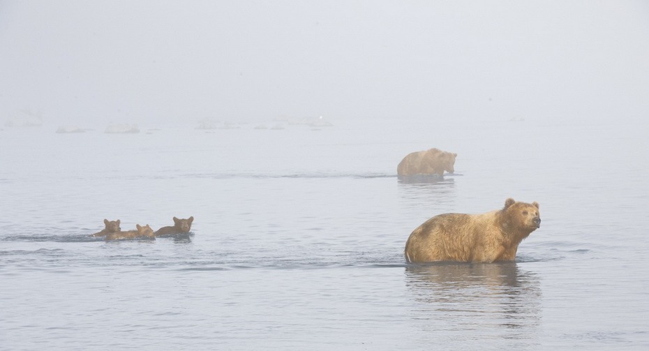 Фотография: Медведи на Камчатке №13 - BigPicture.ru