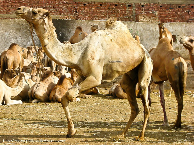 Фотография: Биркаш: о самом крупном верблюжьем рынке в северной Африке №14 - BigPicture.ru