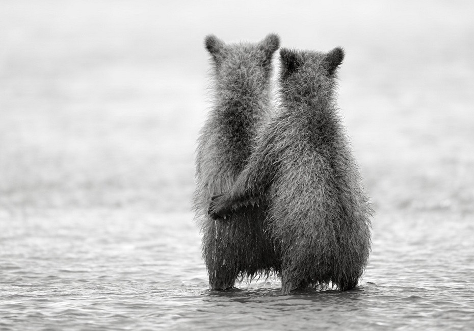 Фотография: Медведи на Камчатке №14 - BigPicture.ru