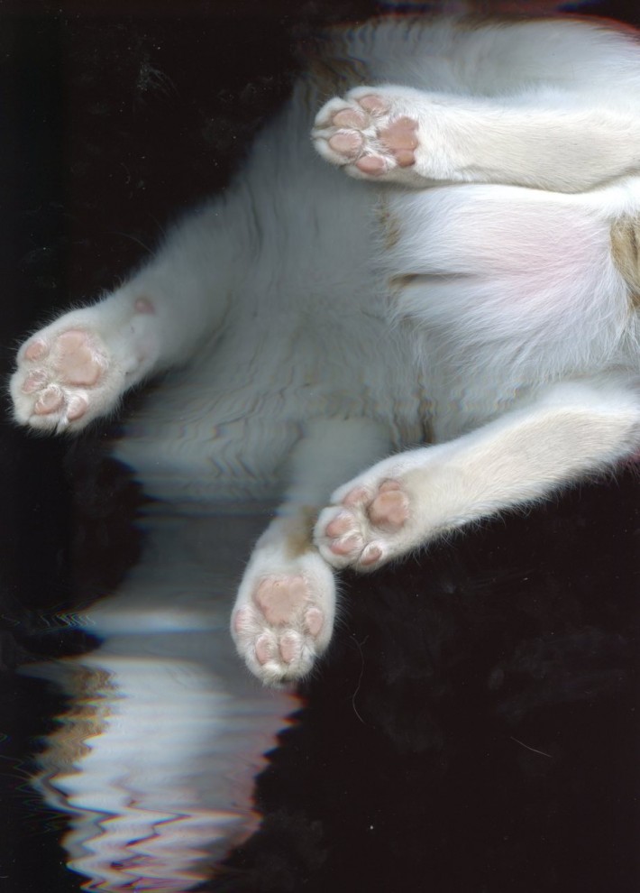 Фотография: Отсканированные кошки №15 - BigPicture.ru