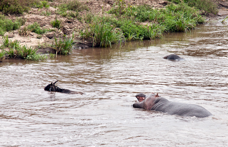 Фотография: Бегемот спасает антилопу №16 - BigPicture.ru