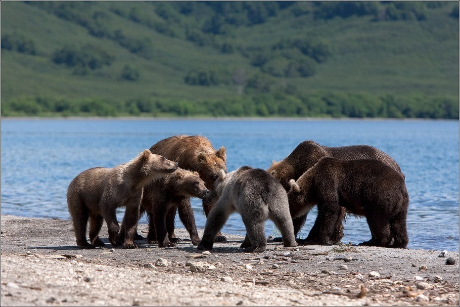 Фотография: Медведи на Камчатке №16 - BigPicture.ru