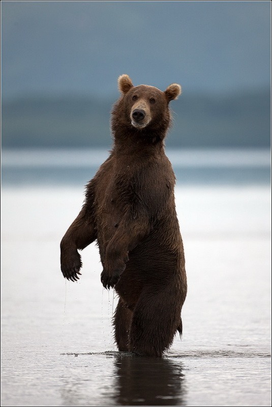 Фотография: Медведи на Камчатке №17 - BigPicture.ru