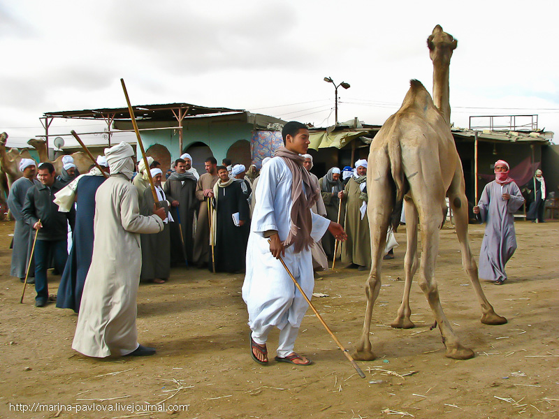 Фотография: Биркаш: о самом крупном верблюжьем рынке в северной Африке №17 - BigPicture.ru