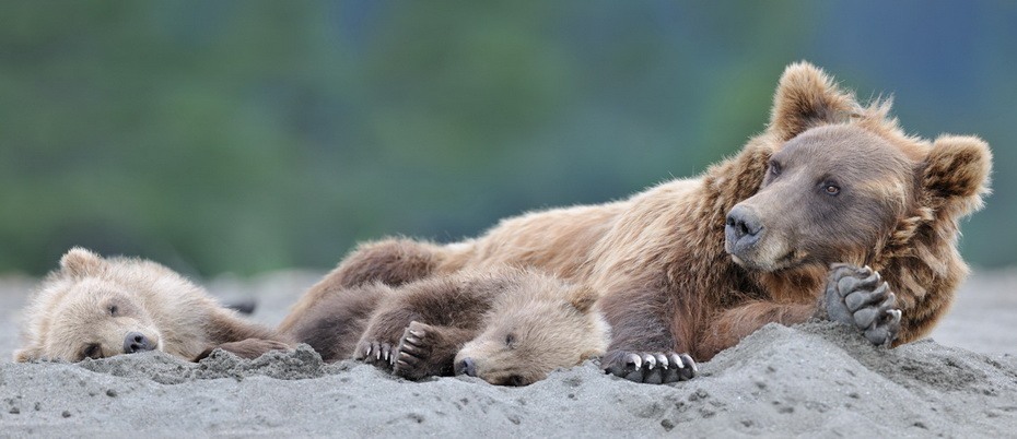 Фотография: Медведи на Камчатке №18 - BigPicture.ru