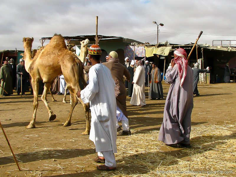 Фотография: Биркаш: о самом крупном верблюжьем рынке в северной Африке №18 - BigPicture.ru