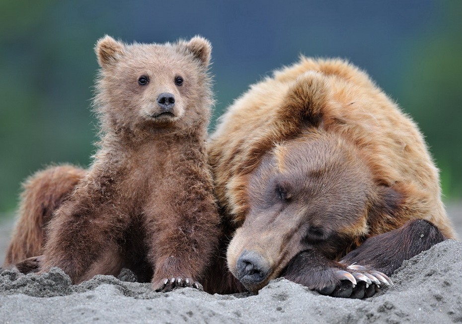 Фотография: Медведи на Камчатке №19 - BigPicture.ru