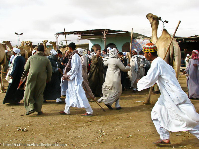 Фотография: Биркаш: о самом крупном верблюжьем рынке в северной Африке №19 - BigPicture.ru