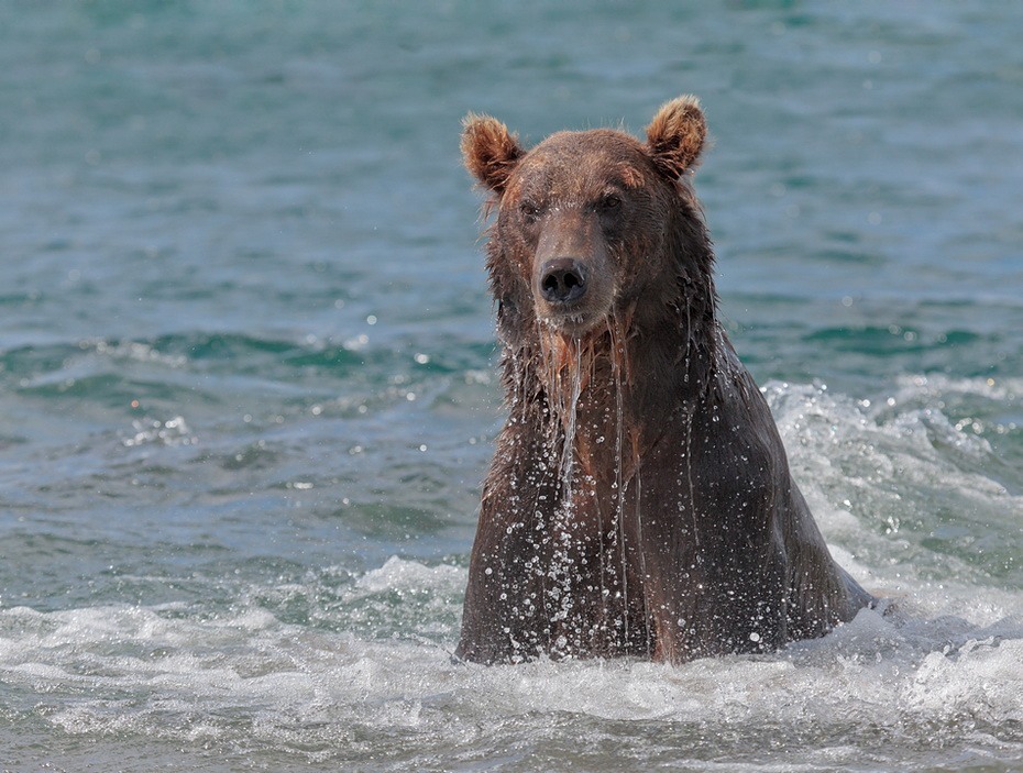 Фотография: Медведи на Камчатке №20 - BigPicture.ru