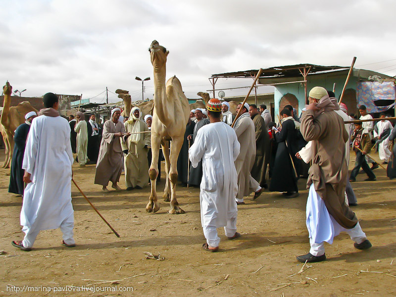 Фотография: Биркаш: о самом крупном верблюжьем рынке в северной Африке №20 - BigPicture.ru