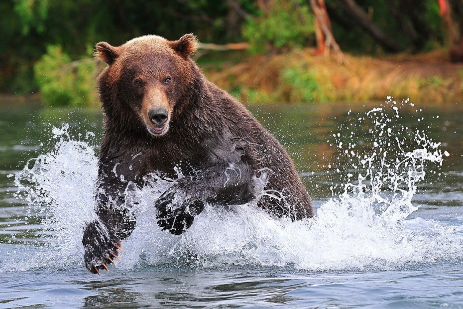 Фотография: Медведи на Камчатке №21 - BigPicture.ru