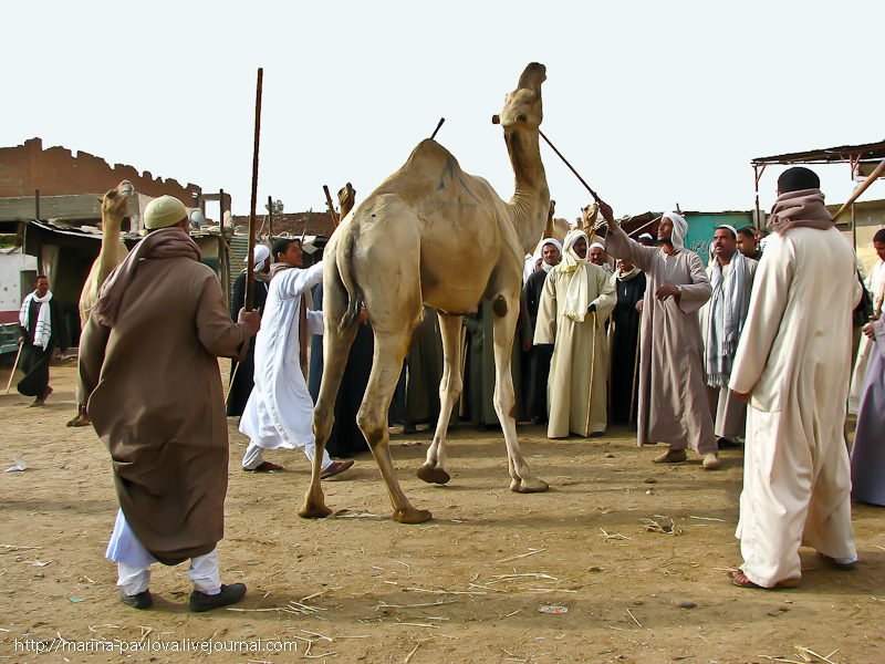 Фотография: Биркаш: о самом крупном верблюжьем рынке в северной Африке №21 - BigPicture.ru