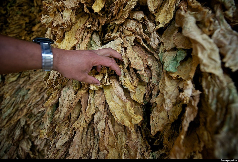 Фотография: Как выращивают табак №22 - BigPicture.ru