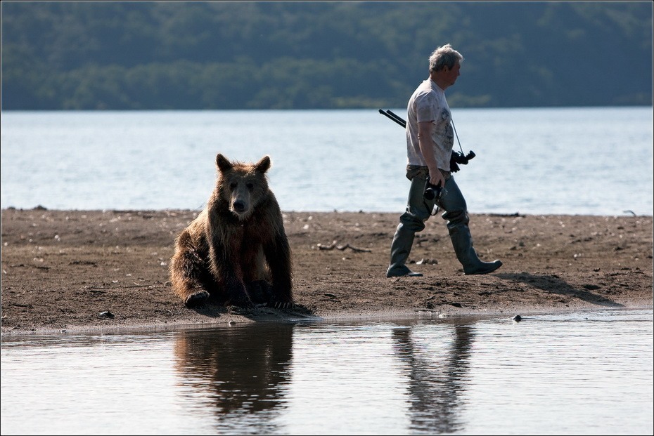 Фотография: Медведи на Камчатке №3 - BigPicture.ru